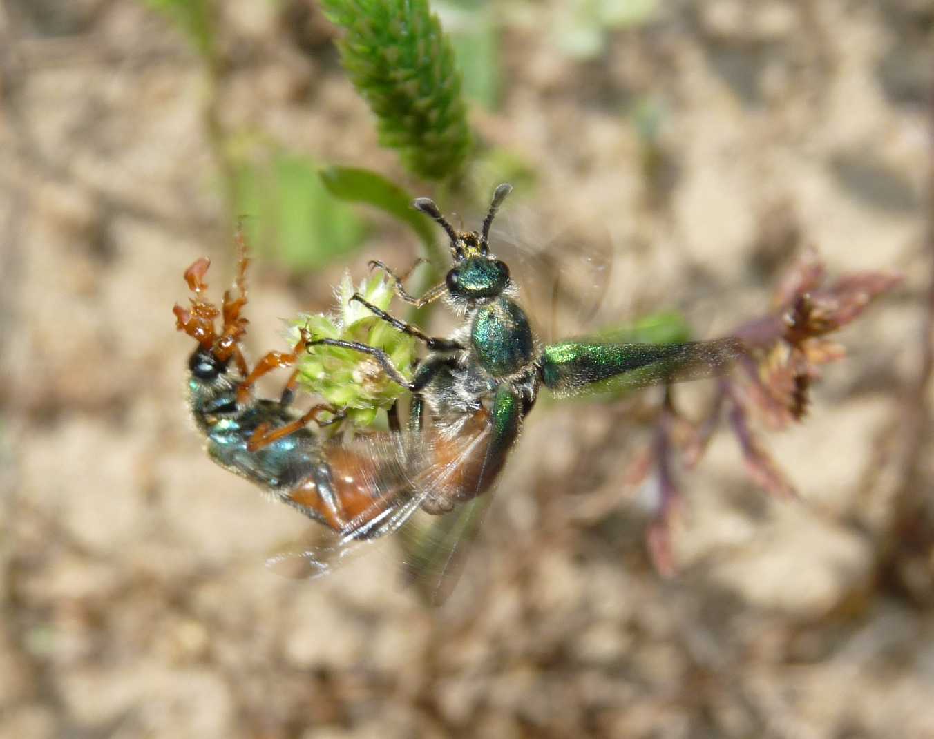 Coleoptera bello e bizzarro: Cerocoma schreberi (Meloidae)